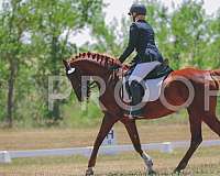 chestnut-stripe-small-snip-pony