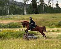 left-front-pastern-pony