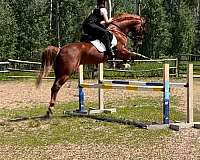 chestnut-stripe-small-snip-pony