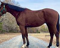 athletic-thoroughbred-horse