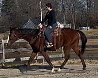 eventing-thoroughbred-horse