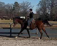 field-hunter-thoroughbred-horse