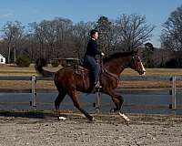 horsemanship-thoroughbred-horse