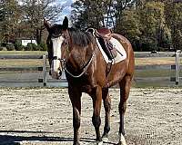 hunt-seat-equitation-thoroughbred-horse