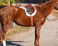 all-around-thoroughbred-horse