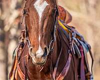 barrel-racing-thoroughbred-horse