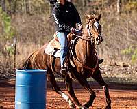 barrel-racing-thoroughbred-horse