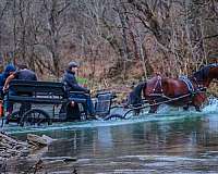 drill-team-friesian-horse