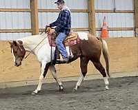 tobiano-horse