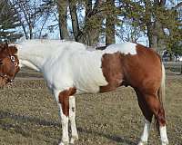 sorrel-tobiano-horse