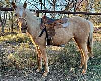 palomino-quarter-horse-filly