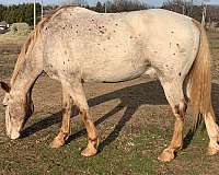 red-dun-gelding-for-sale