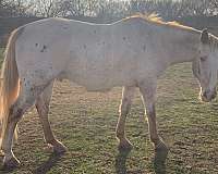 15-hand-appaloosa-gelding