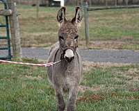 donkey-paint-donkey-for-sale