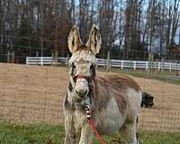 amish-trained-donkey