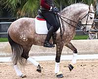 good-movements-lusitano-horse