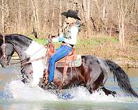 backs-up-friesian-horse