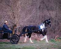 pull-a-cart-friesian-horse