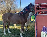 advanced-beginner-tennessee-walking-horse