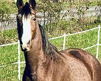 awesome-tennessee-walking-horse