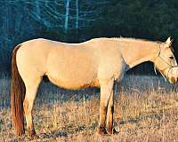 possible-speed-quarter-horse