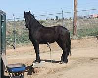 black-none-horse