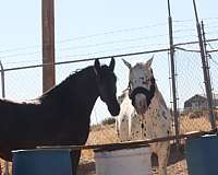 breeding-friesian-horse