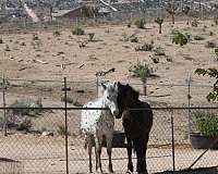 trail-friesian-horse