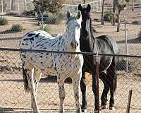 black-friesian-filly