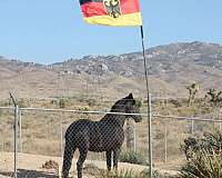 black-friesian-filly