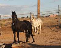 black-natural-horsemanship-training-horse