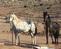 delilah-friesian-horse