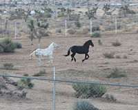 black-halter-horse