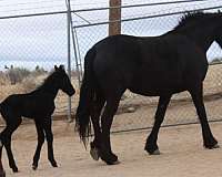 black-natural-horsemanship-training-horse