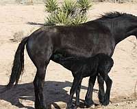 black-trail-horse