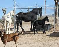 delilah-friesian-horse