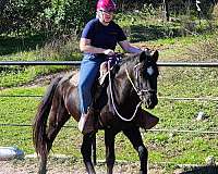 friesian-gelding