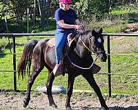 friesian-horse-for-sale