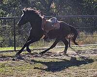 friesian-horse