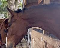 breeding-dutch-warmblood-horse