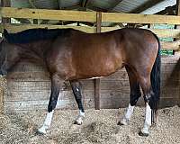 dressage-dutch-warmblood-horse