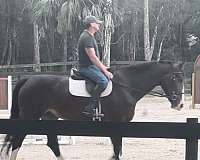 bay-dutch-warmblood-mare