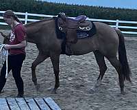 halter-mare-weanling