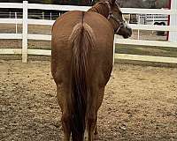 hunter-mare-weanling