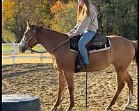 hunter-under-saddle-mare-weanling