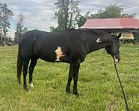 paint-gelding