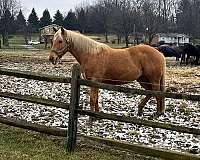 show-jumping-palomino-pony