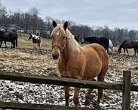 all-around-palomino-pony