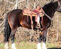 western-dressag-morgan-horse