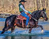 all-around-morgan-horse